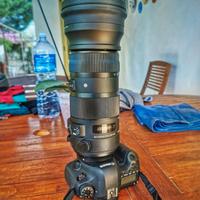 Sigma 150-600 sport per Canon