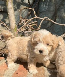 MALTIPOO toy & BARBONCINI toy