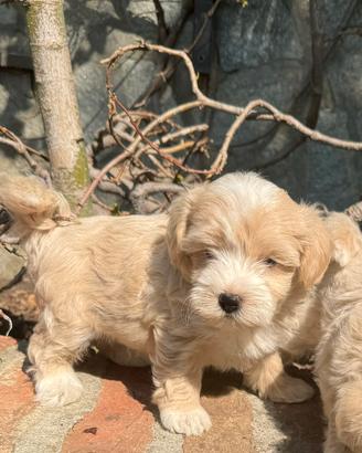MALTIPOO toy & BARBONCINI toy