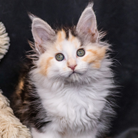 Cuccioli di Maine Coon