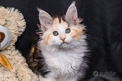 Cuccioli di Maine Coon