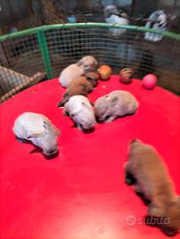 Conigli Ariete x Minilop