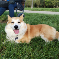 Corgi disponibile per monta