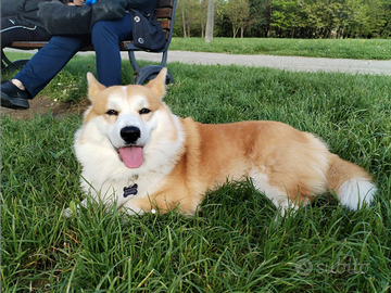 Corgi disponibile per monta