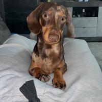 Monta maschio bassotto arlecchino disponibile