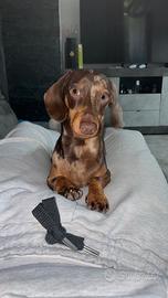 Monta maschio bassotto arlecchino disponibile