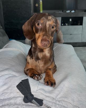 Monta maschio bassotto arlecchino disponibile