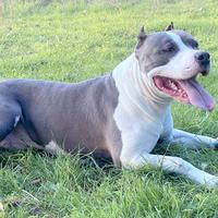 Amstaff BLUE Disponibile Per Monte