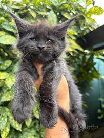 Cuccioli Maine Coon