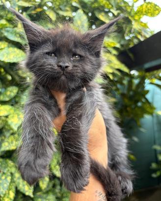 Cuccioli Maine Coon