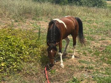 Super pony gravida paint di 5 anni