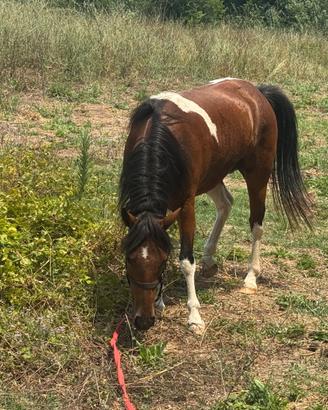 Super pony gravida paint di 5 anni