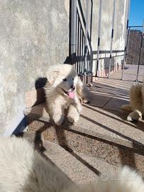 Pastori maremmani cuccioli