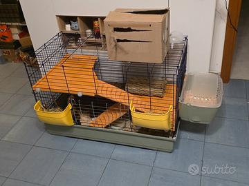 Gabbia e porcellini d'india