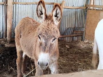 Asinello dolcissimo Amantino Asino