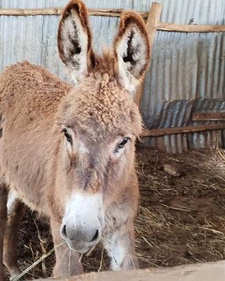 Asinello dolcissimo Amantino Asino