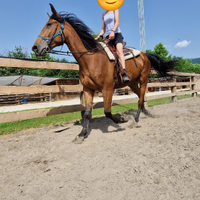 CAVALLO DI 6 ANNI anche per principianti