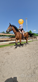 CAVALLO DI 6 ANNI anche per principianti