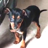 Pinscher toy