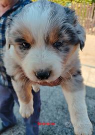 Cuccioli di pastore australiano