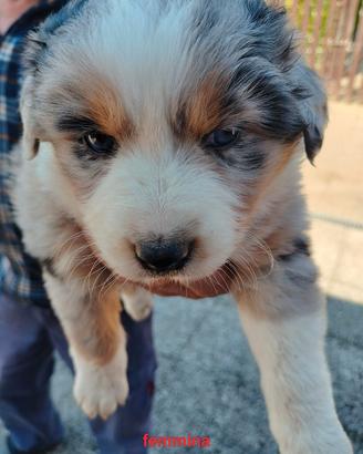 Cuccioli di pastore australiano