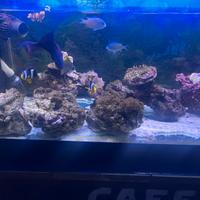 Acquario marino completo