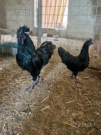 Pulcini di Cemani e Phoenix