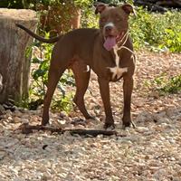 Pitbull ukc per monta