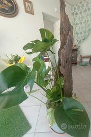 tronco con Monstera e potus 