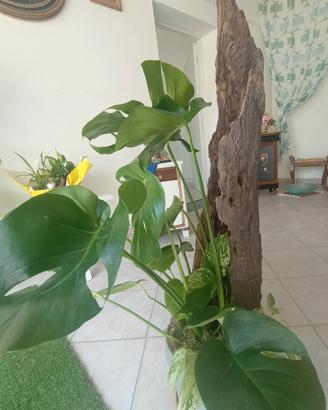 tronco con Monstera e potus 