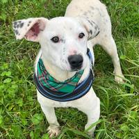 Fergus , cresciuto in canile, 7 mesi di età