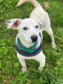 Fergus , cresciuto in canile, 7 mesi di età