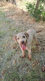 Cucciola di lagotto