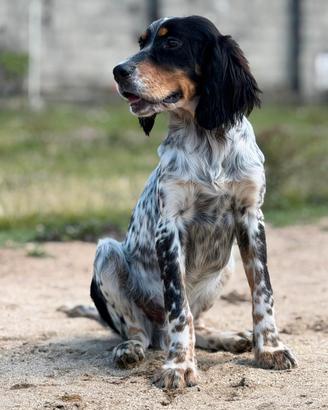 Setter Inglese