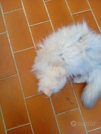 Gatti persiani
