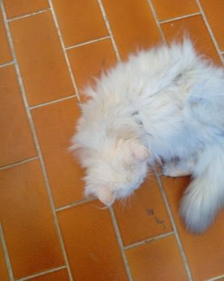 Gatti persiani