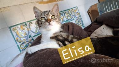 Elisa gattina 6 mesi