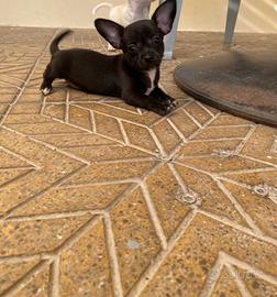 Cuccioli di chihuahua