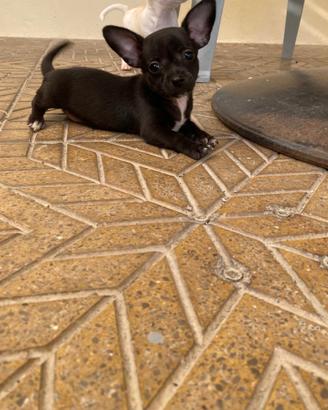 Cuccioli di chihuahua