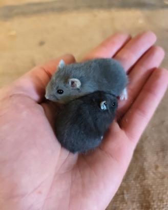 Cuccioli di criceti russi