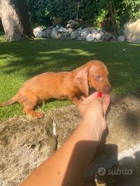Maschio di bassotto nano red merle