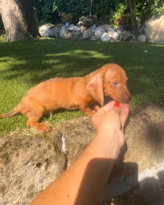 Maschio di bassotto nano red merle