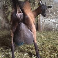 Caprette da latte e becco da rimonta