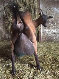 Caprette da latte e becco da rimonta