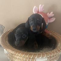 I migliori cuccioli italiani ( bassotti 2 mesi)