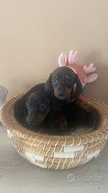 I migliori cuccioli italiani ( bassotti 2 mesi)