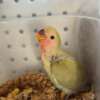 Inseparabili e Calopsite