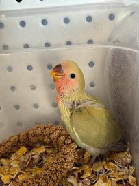 Inseparabili e Calopsite