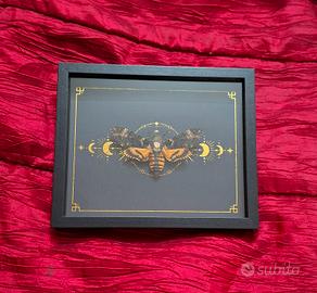 Quadro con  farfalla sfinge testa di mroto