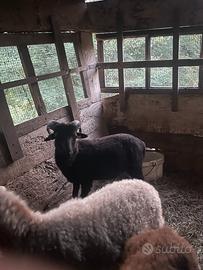 Coppia Pecore nane d Ouessant (maschio ARR)